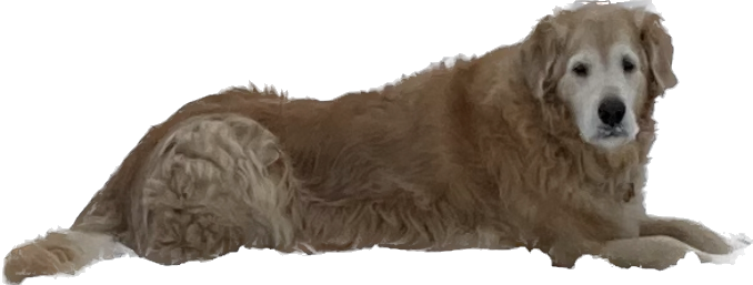 1683118376237.png
