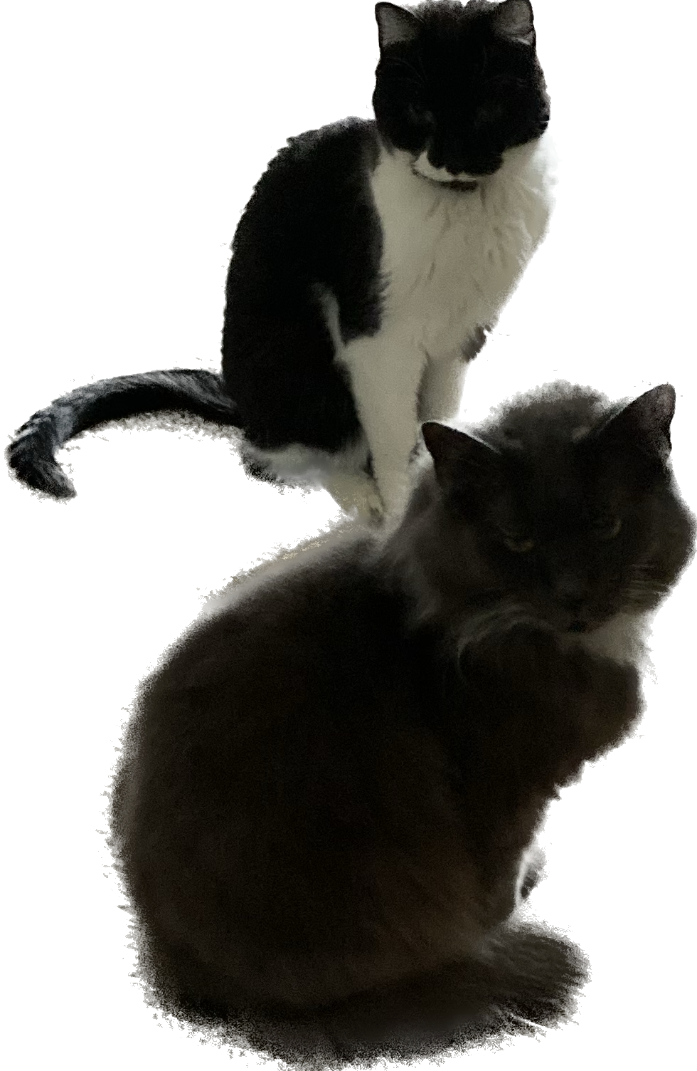 1687962943387.png