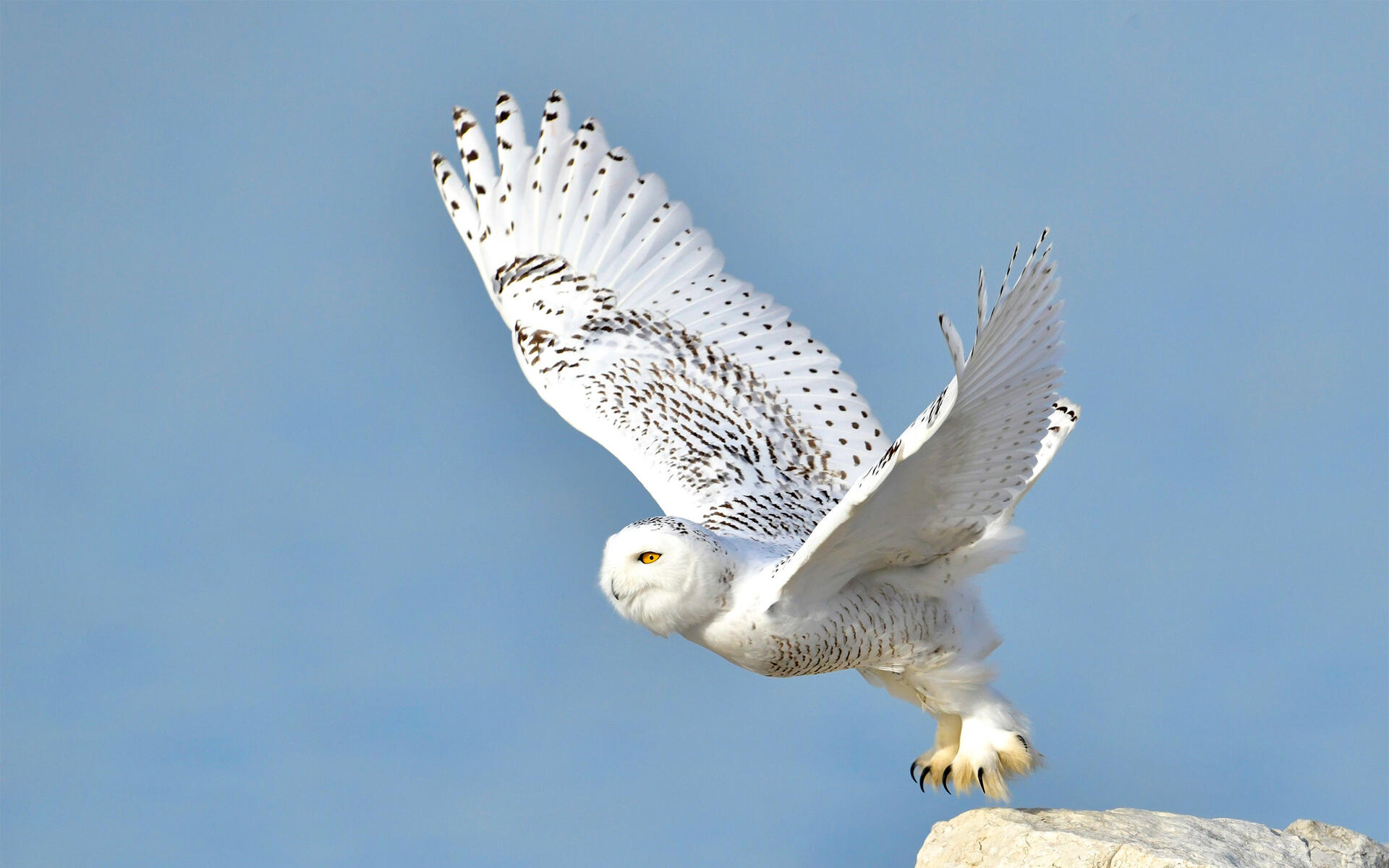h_a1_5870_1_snowy-owl_robert_holden_immature.jpg