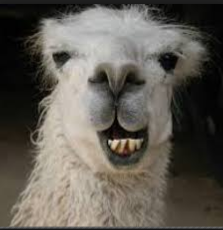 Llama.png