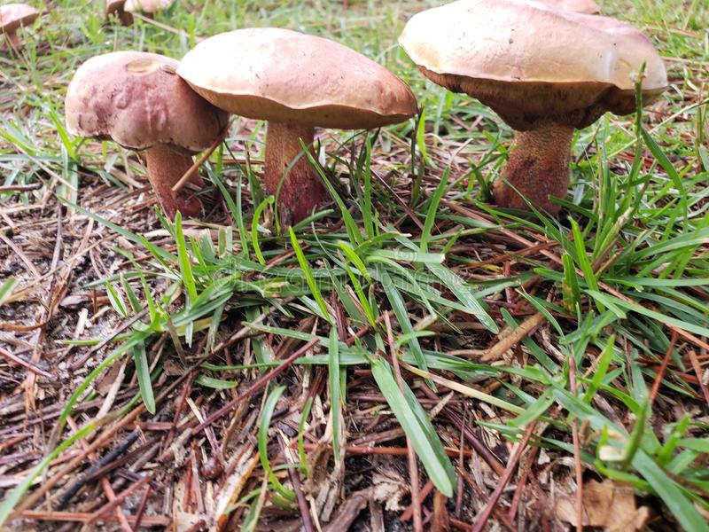 three-little-mushrooms-nature-fungai-150078009.jpg