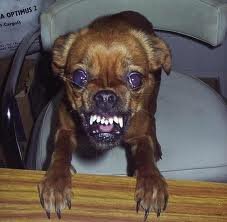 pup bite.jpg