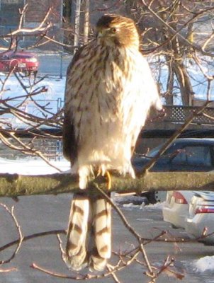 hawk 004.jpg