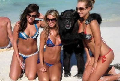 monkey-playa.jpg