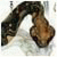 LOgahuids