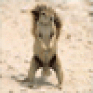 markusfoalzs