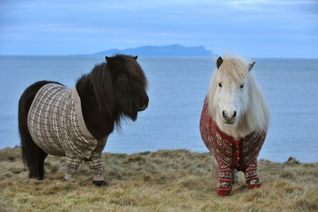 shetland-ponies-cardigans-1.jpg