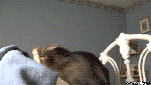 a8090.gif