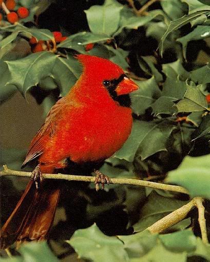 Red-cardinal-bird.jpg
