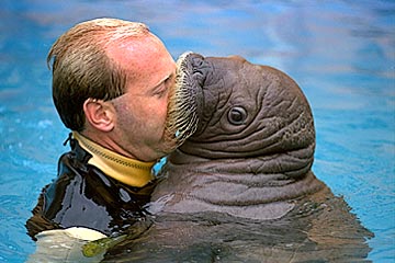 3_walrus_kiss.jpg