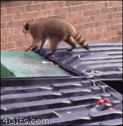 tumblr_mnqy7cnBZa1qdlh1io1_250.gif
