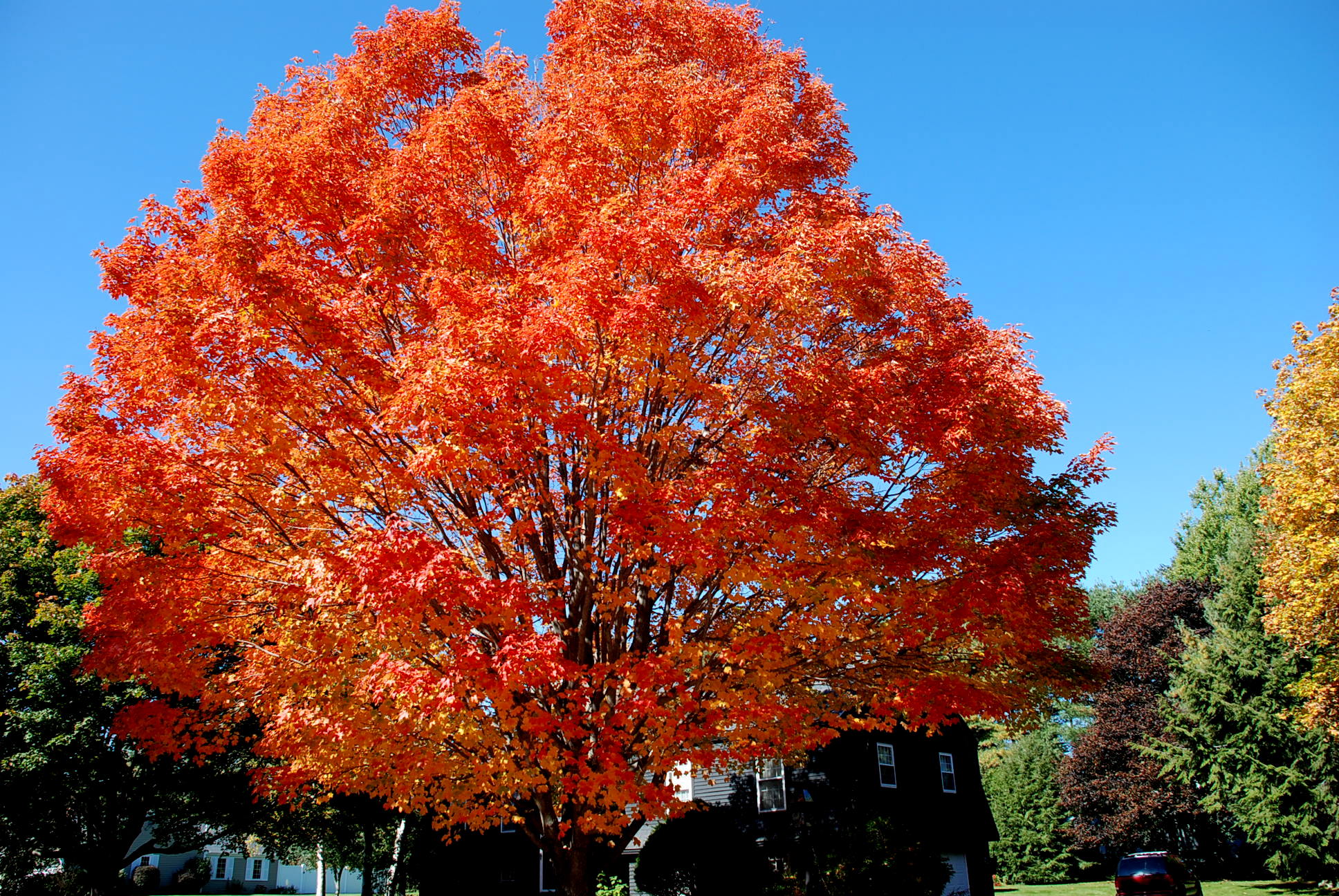 maple-tree.jpg