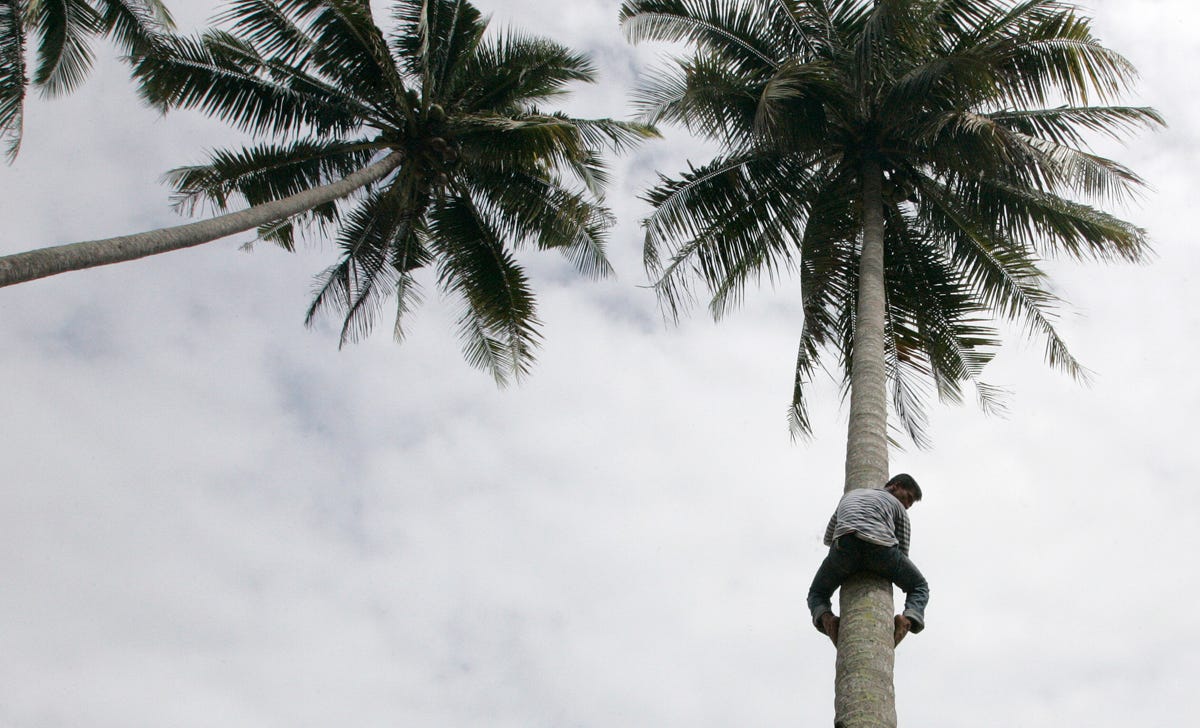 coconut-tree-climber.jpg