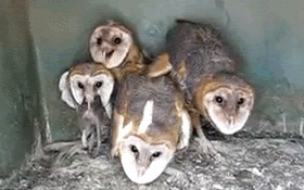 1238441335.gif