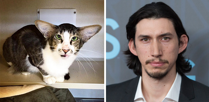cat-look-alike-adam-driver-4.jpg