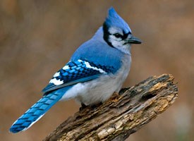 blue_jay_glamour.jpg