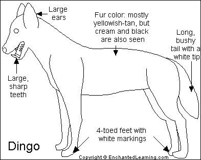 Dingo_bw.GIF