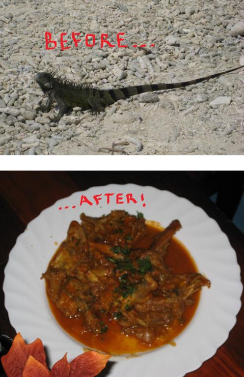eating-iguana-process.jpg