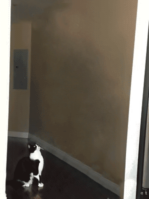 abducted.gif