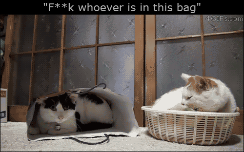 tumblr_nx9c17p0Hd1uuyy36o1_500.gif