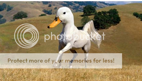 horseduck_zpsknbwq9dy.png