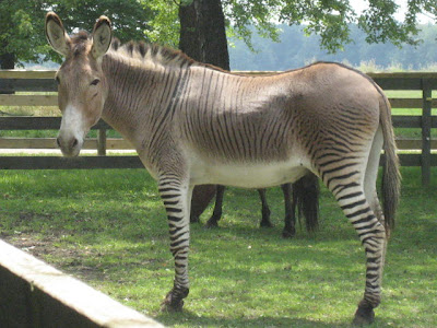 zonkey.jpg