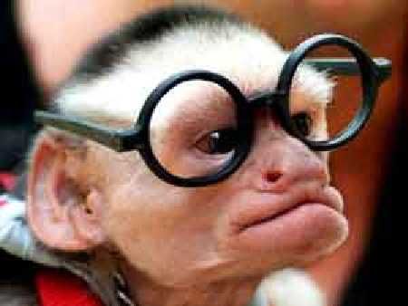 uglymonkee.jpg