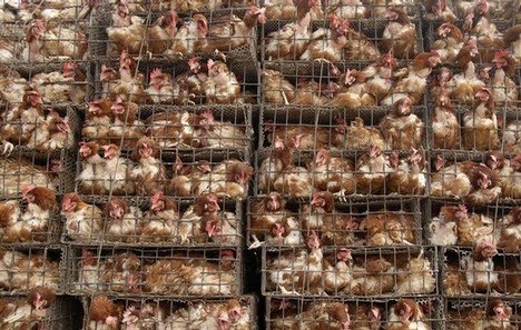 factory-farm-chickens.jpg
