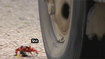 gKX4C9u.gif
