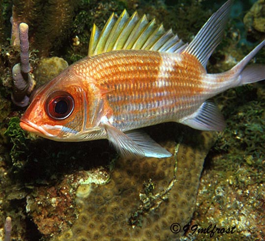 1967-squirrelfish.jpg