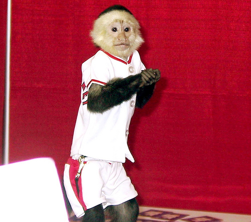 rally20monkey11.jpg