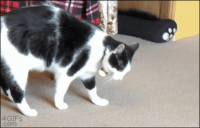 tumblr_mrlt38wYRj1qdlh1io1_400.gif