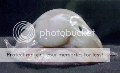 blobfish-s400x244-2297-580.jpg