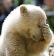 polar-facepalm.jpg
