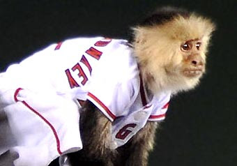 rally+monkey2.jpg