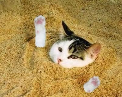 buriedcat.jpg