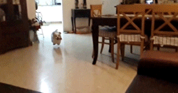 dogcouchfail.gif