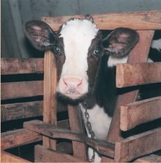 National_Veal_Boycott2.jpg