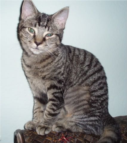 kitties053.jpg