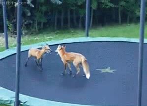 friday_gifdump_50_23.gif