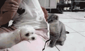 funniest-animal-gifs-cat-slap.gif