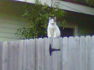 rudebackyardkitty.jpg