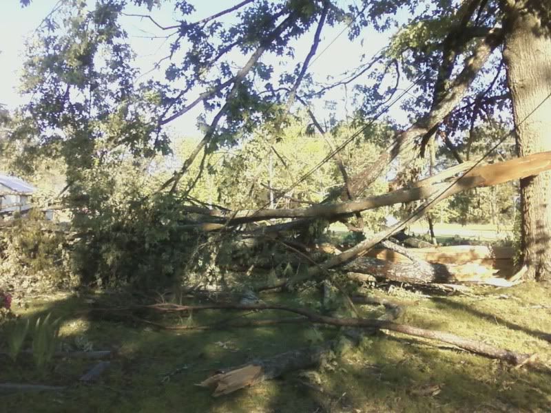 tree.jpg