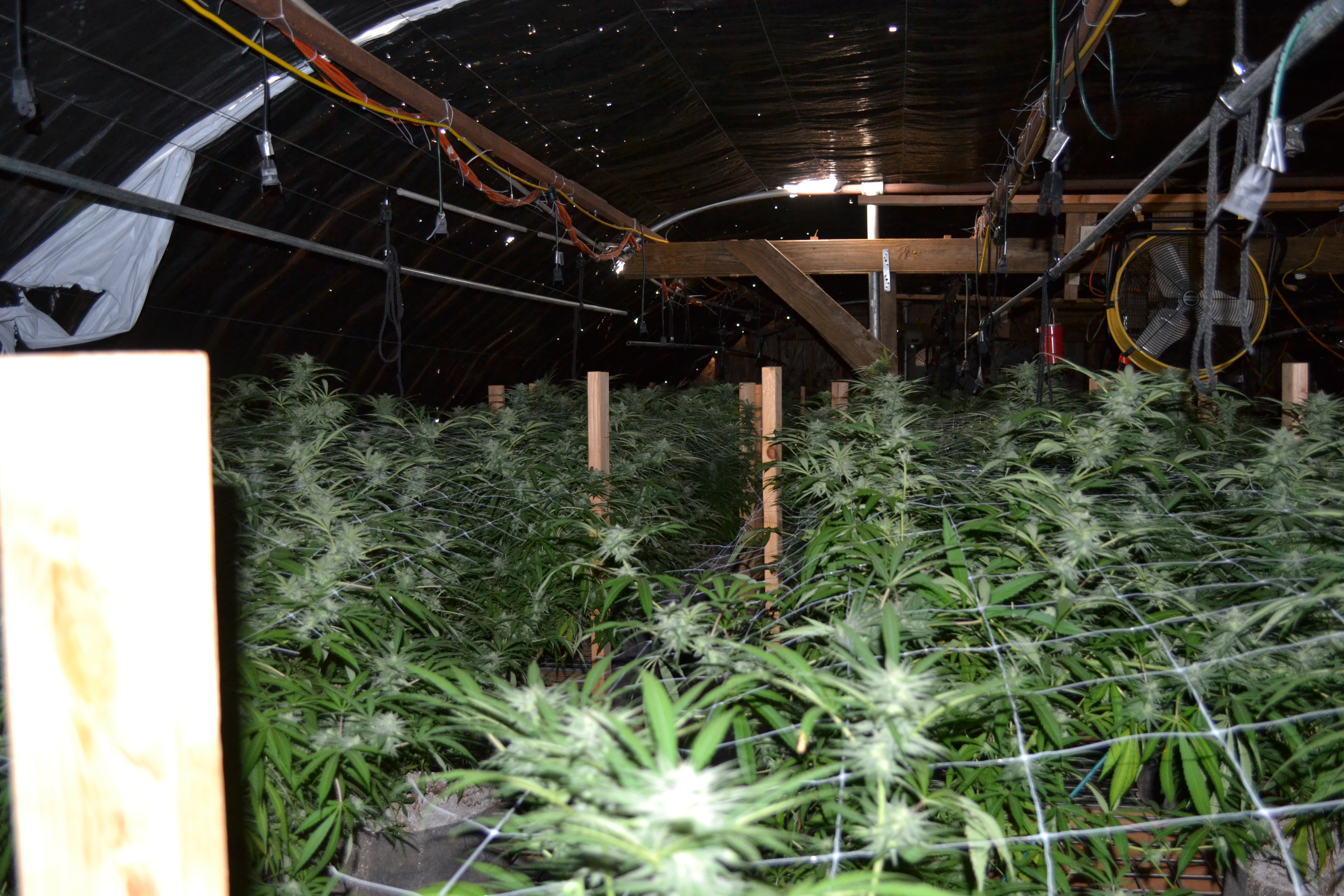 05-17-indoor-grow-21.jpg