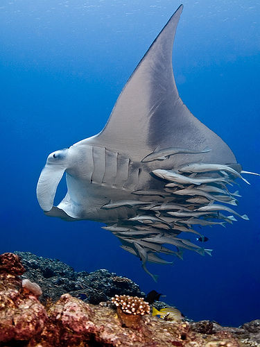 remora_large.jpg