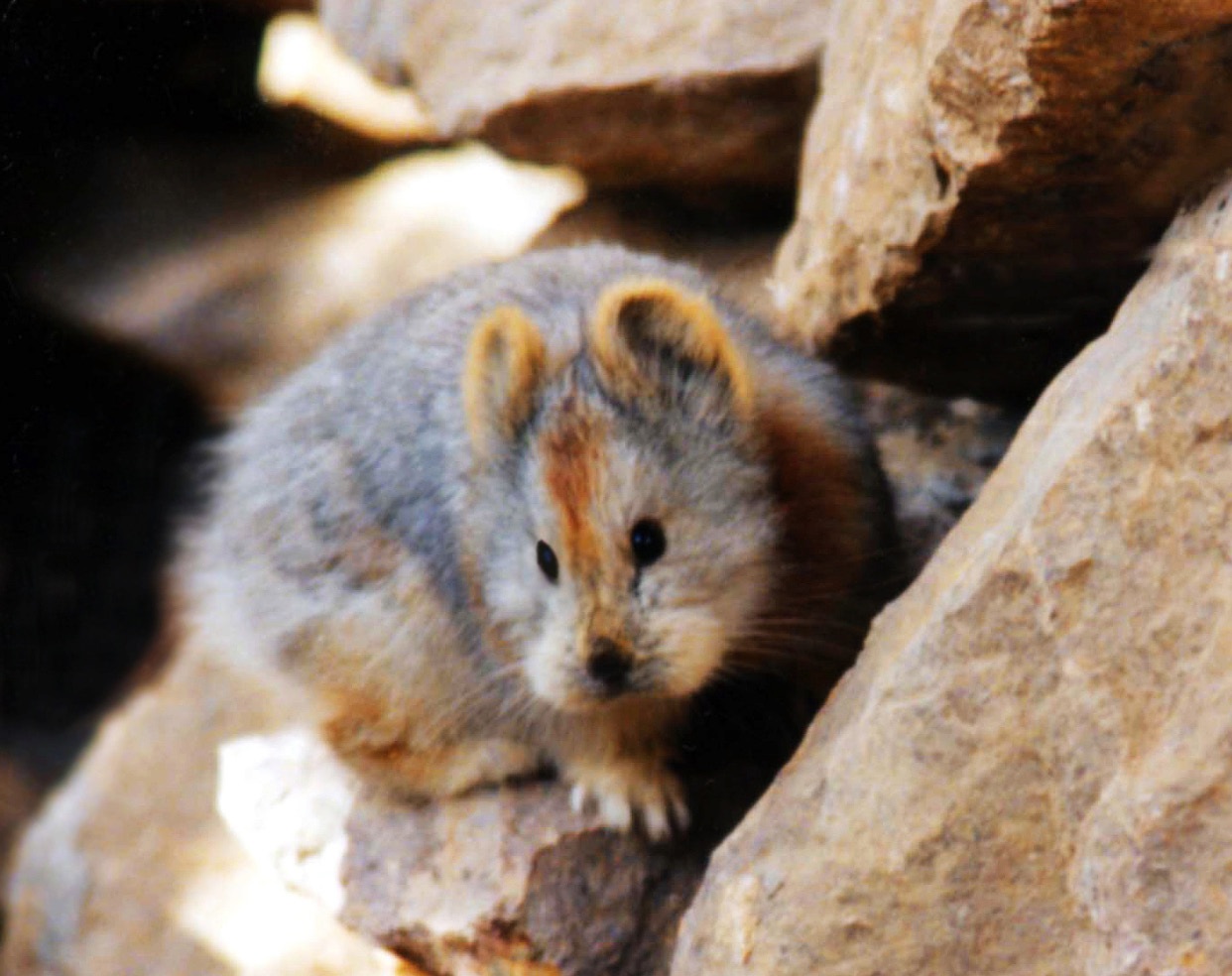 ili-pika-photo-credit-li-weidong.jpg