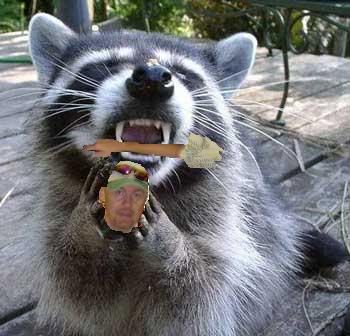 Raccoon.jpg