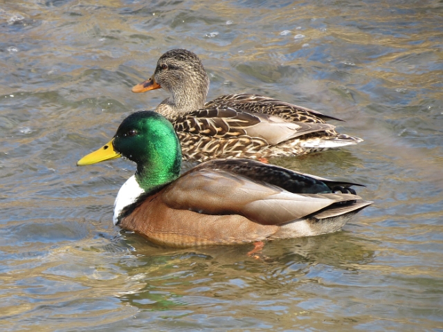 mallard_duck_4sh25_022012_640x480.jpg