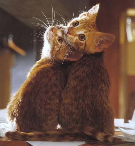 lovely+couple.bmp