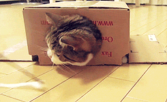 minnie-on-focus.gif